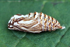 Melitaea britomartis