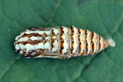 Melitaea britomartis