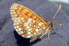 Melitaea britomartis