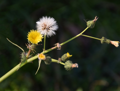 Sonchus