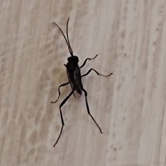 Evania appendigaster