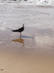 Larus