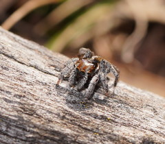 Maratus calcitrans