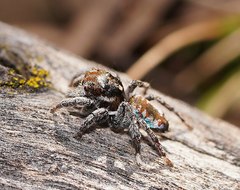 Maratus calcitrans