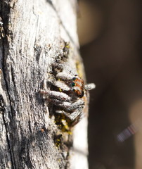 Maratus calcitrans
