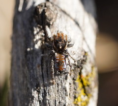 Maratus calcitrans
