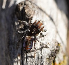 Maratus calcitrans