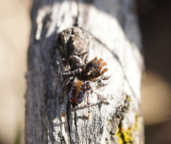 Maratus calcitrans