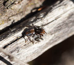 Maratus calcitrans
