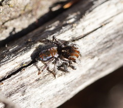 Maratus calcitrans