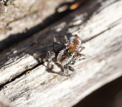 Maratus calcitrans