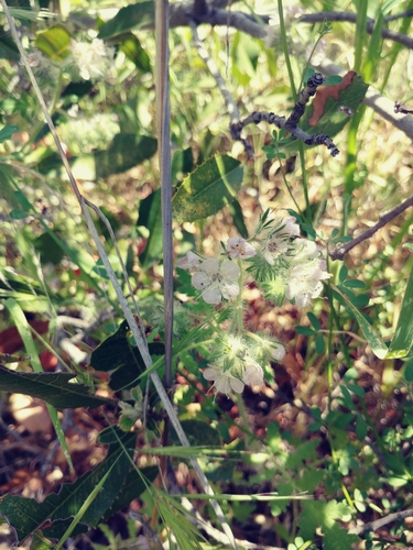 iNaturalist observation photo of caterpillar scorpionweed