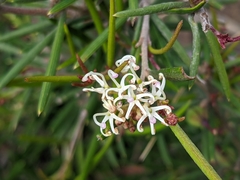 Grevillea australis