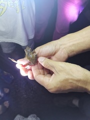 Anura