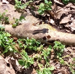 Brachythemis leucosticta