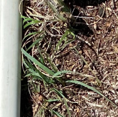 Bouteloua dactyloides