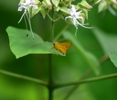 Cupitha purreea