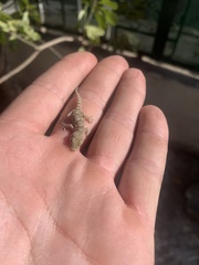 Tarentola mauritanica