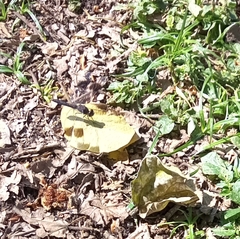 Brachythemis leucosticta