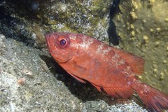 Heteropriacanthus carolinus