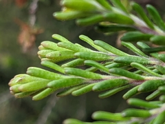 Melaleuca pustulata