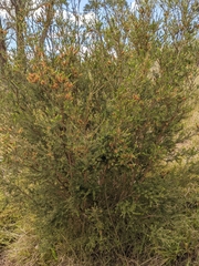 Melaleuca pustulata