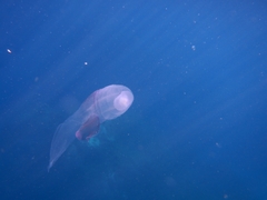 Pterotrachea coronata