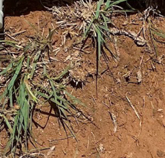 Bouteloua dactyloides