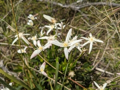 Clematis gentianoides