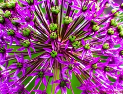 Allium