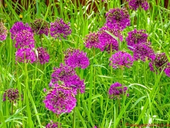 Allium