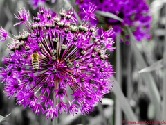 Allium