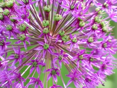 Allium