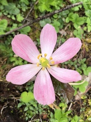 Podophyllum hexandrum