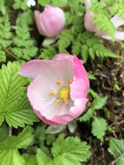 Podophyllum hexandrum
