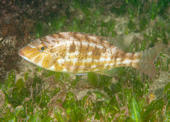 Lethrinus genivittatus