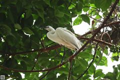 Egretta garzetta