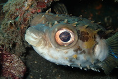 Cyclichthys orbicularis