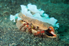 Dardanus sanguinolentus