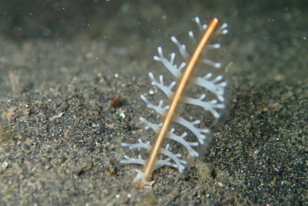 Slender sea pens