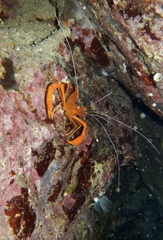 Stenopus spinosus