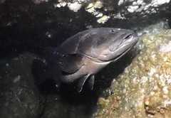 Epinephelus daemelii