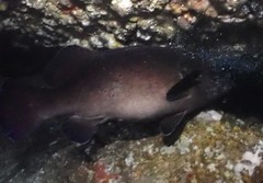 Epinephelus daemelii