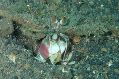 Odontodactylus latirostris