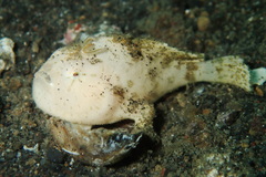 Antennarius striatus