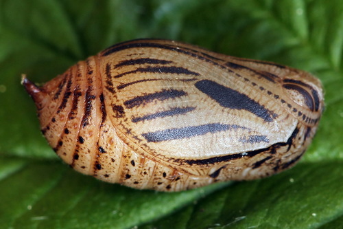 Tamsusis Satyras nuotrauka