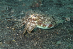 Sepia bandensis