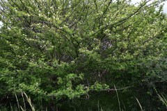 Albizia forbesii