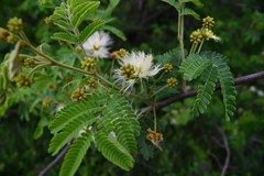 Albizia forbesii