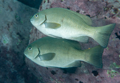 Girella elevata